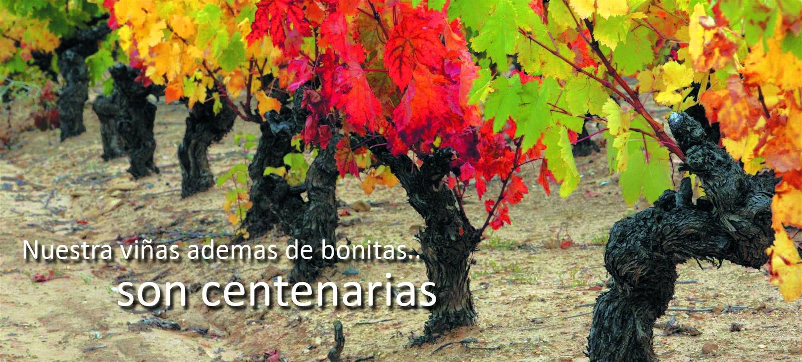 Vi&ntilde;edos